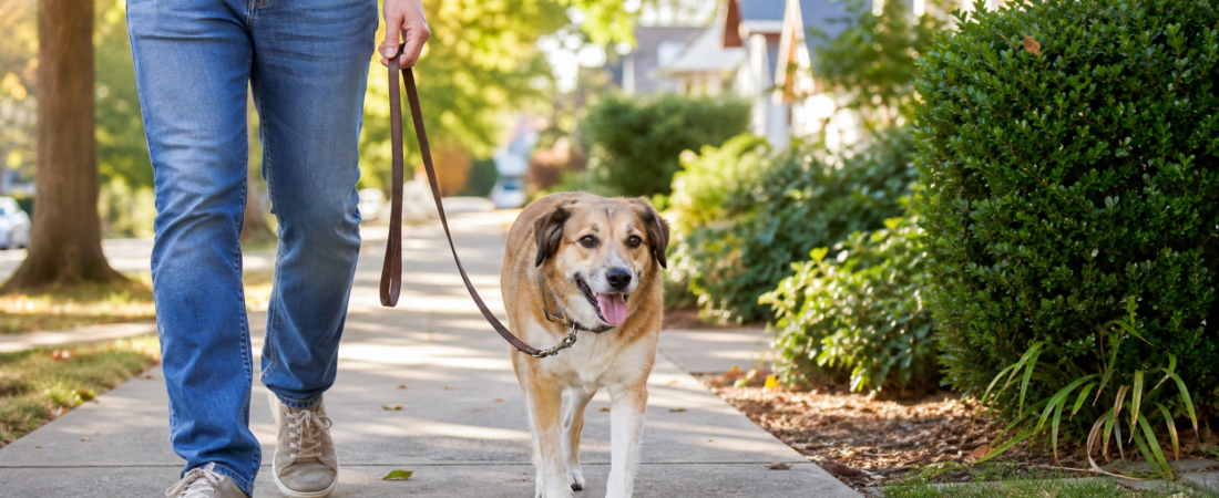Loose Leash Walking: Simple Fixes for Dogs That Pull