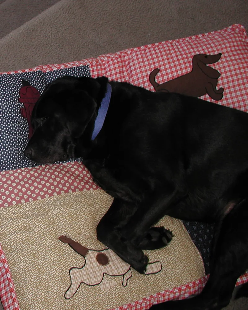 Ranger resting on a patterned dog bed